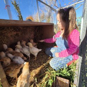 Flóra és a kiscsibék